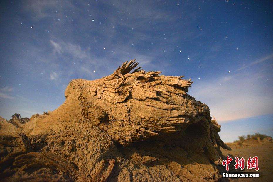 新疆塔里木盆地：星空下的千年胡楊