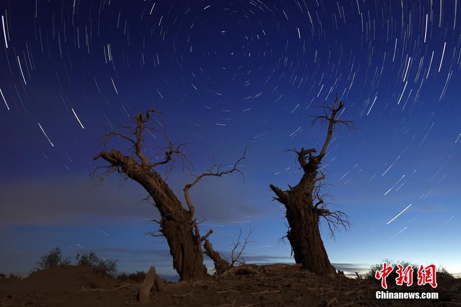 新疆塔里木盆地：星空下的千年胡楊