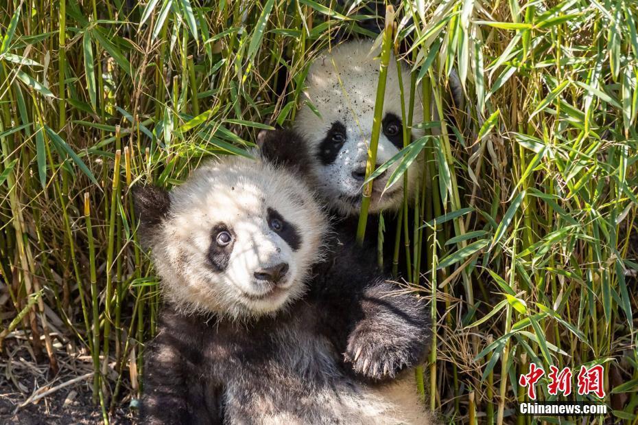 疫情未阻碍竹子供应旅德大熊猫一家四口状态良好