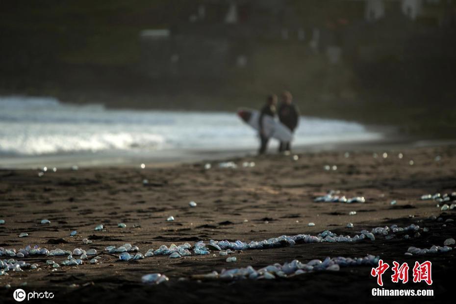 有毒水母被沖上岸占領葡萄牙亞速爾群島海灘