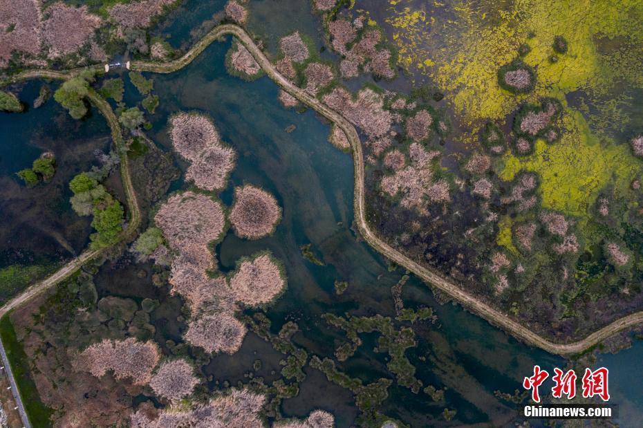 “拉萨之肺”拉鲁湿地初夏风景如画