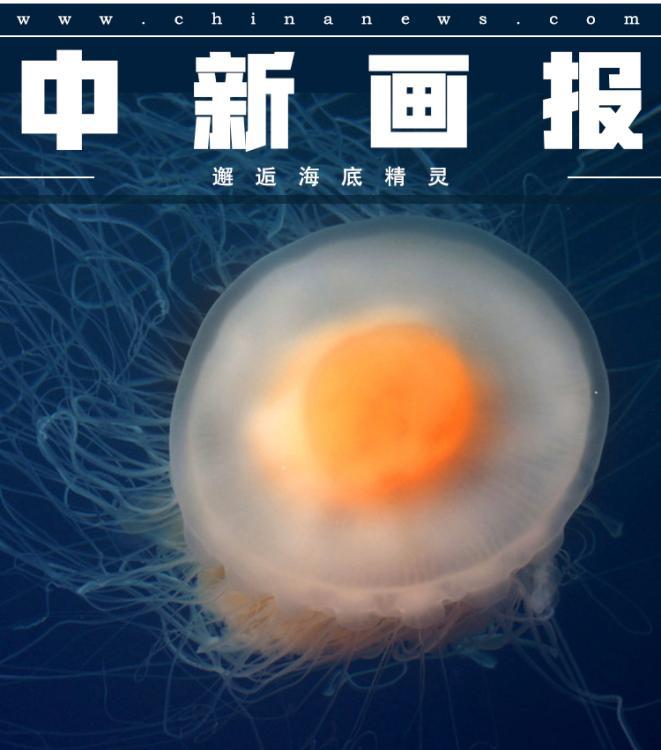 【世界海洋日特刊】邂逅海底精靈