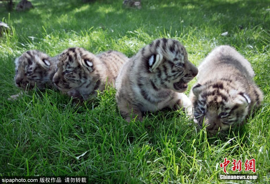 克里米亞一野生動物園迎來四只新生東北虎幼崽 萌萌惹人愛