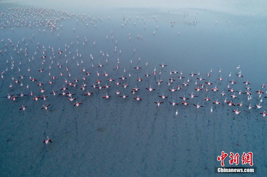 航拍大批火烈鳥在土耳其湖泊覓食 淺水區(qū)漫步留下清晰足跡