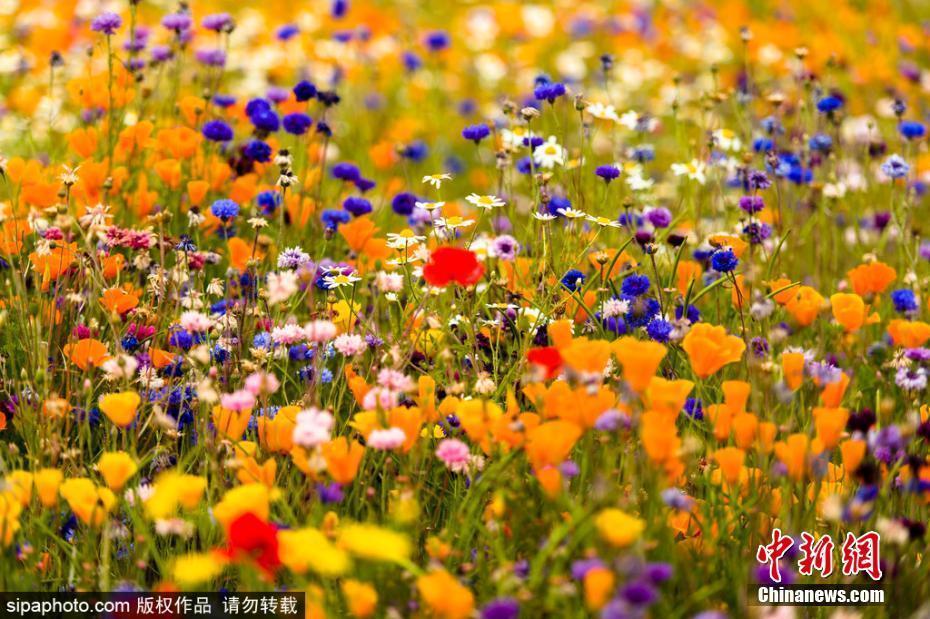 封閉12周的蘇格蘭馬瑟爾堡環(huán)島已成花海