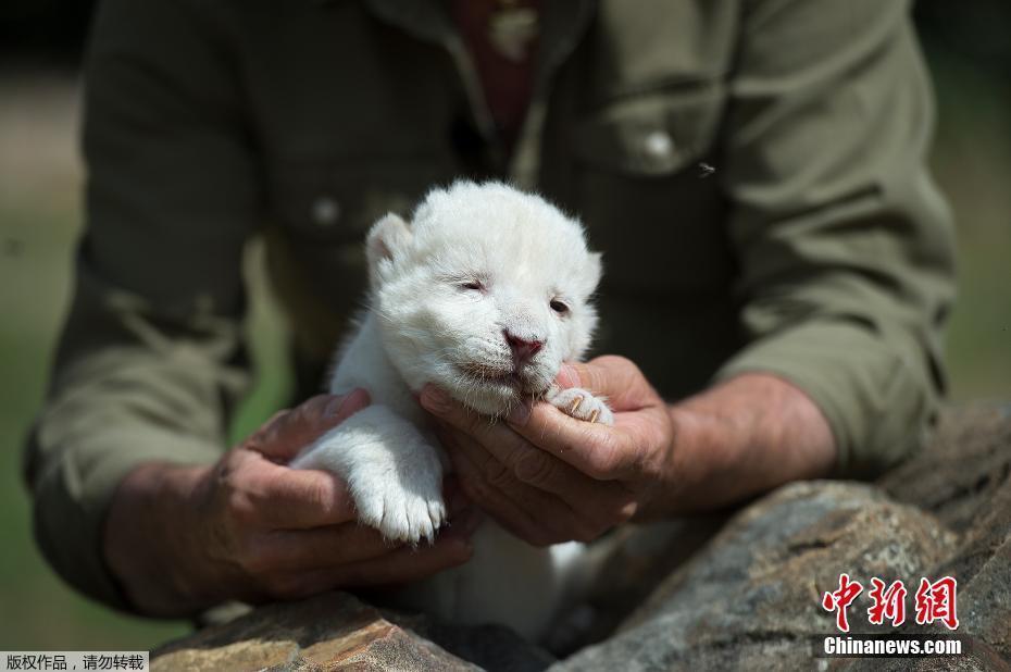 西班牙“首只”白獅寶寶亮相 飼養(yǎng)員如同捧著糯米團