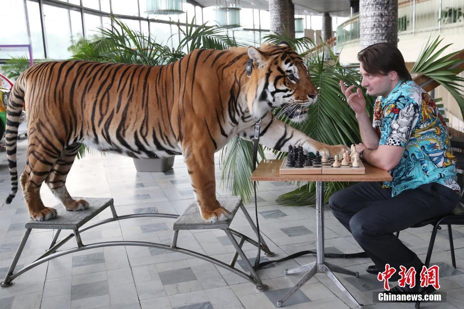 棋逢對手,！ 俄羅斯馴獸師把猛虎當(dāng)“棋友”