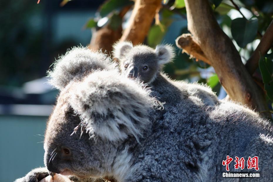 澳大利亞動物園迎來9只新生考拉 小家伙兒玩毛絨玩具萌萌噠