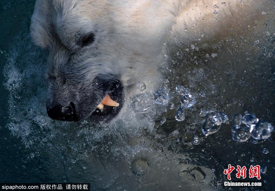 北極熊在游泳池內(nèi)戲水玩耍 水中暢游萌態(tài)十足