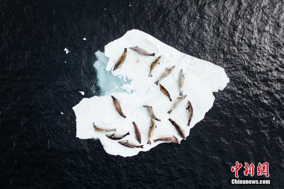 浪漫“床鋪” 南極洲海豹躺心形冰塊上休息