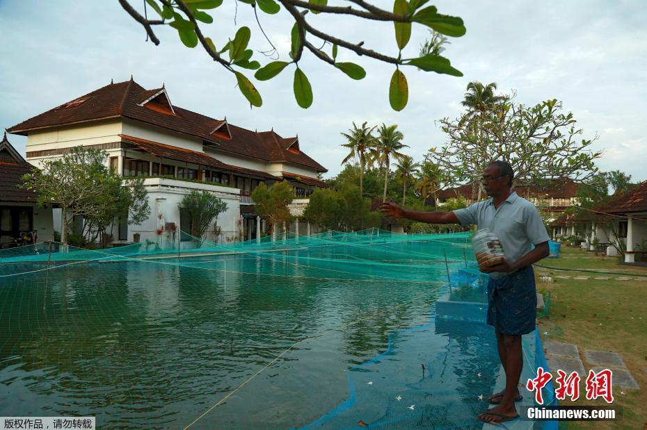 受疫情影響生意冷清 印度豪華度假村將游泳池改成養(yǎng)魚場