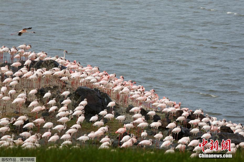 肯尼亞湖泊聚集大群火烈鳥 粉白相間畫面震撼