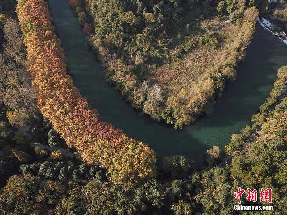 航拍貴陽花溪河畔“黃金大道”秋色美