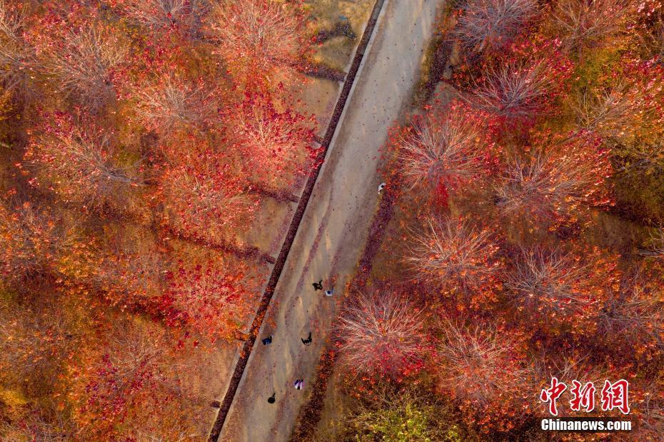 山東青島萬(wàn)畝紅楓進(jìn)入最佳觀賞期