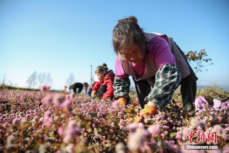 貴州黔西：頭花蓼進入采收季