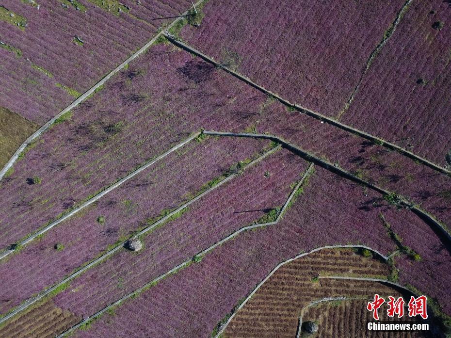 貴州黔西：頭花蓼進(jìn)入采收季