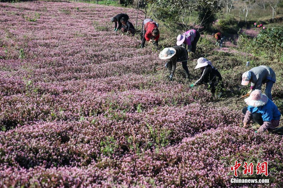貴州黔西：頭花蓼進入采收季