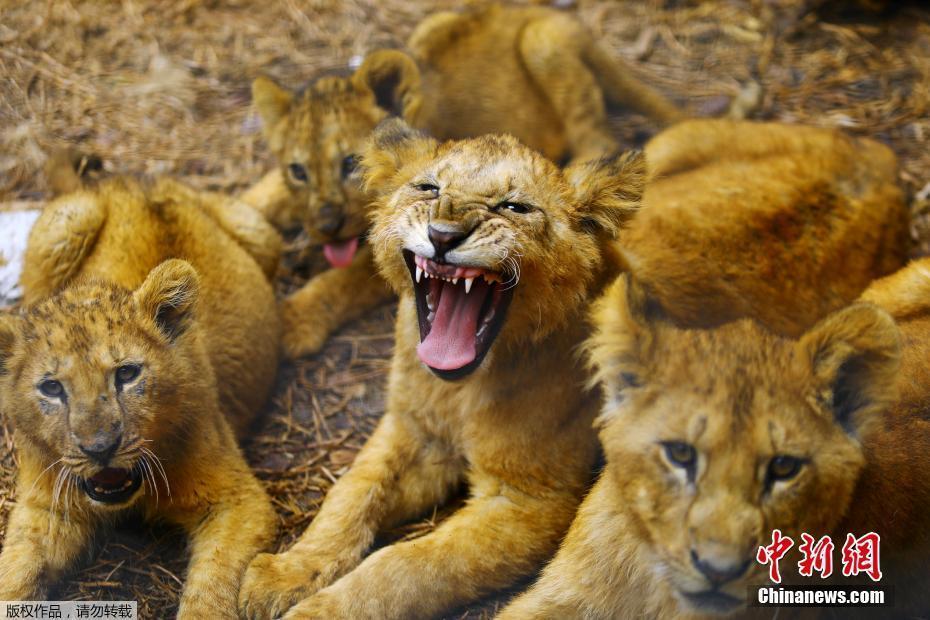 墨西哥一所動物園疫情期間迎來新生小獅子