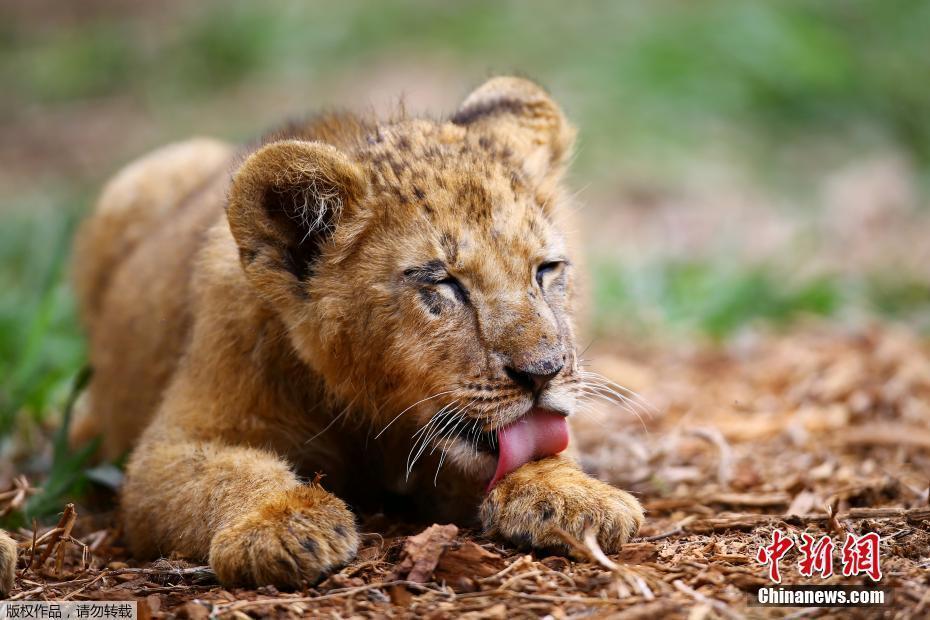 墨西哥一所動(dòng)物園疫情期間迎來新生小獅子