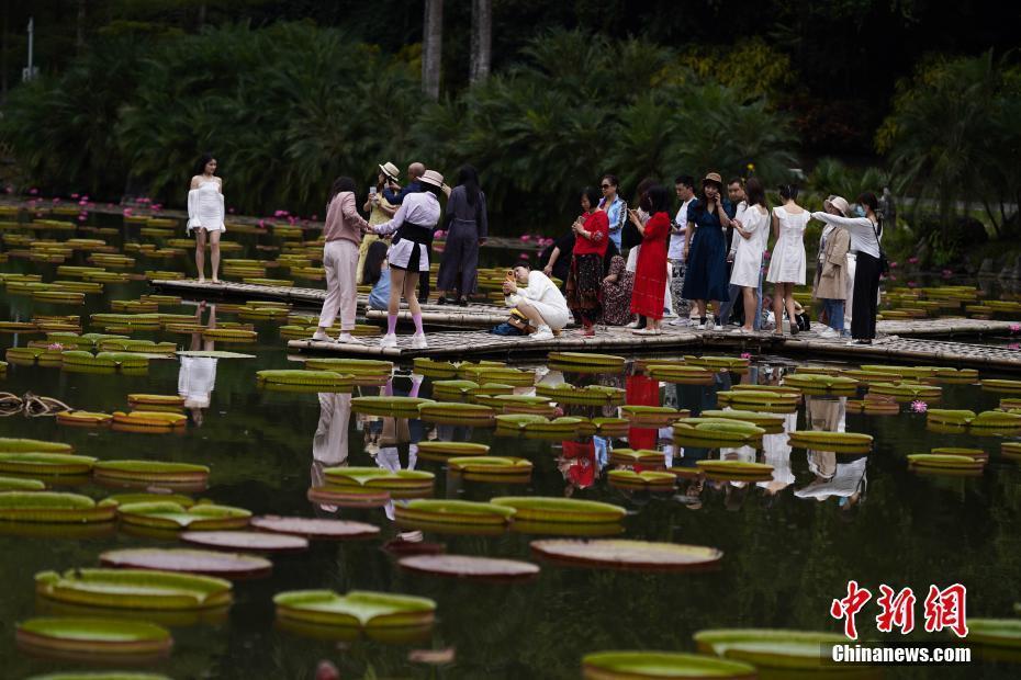 “云南生物多樣性保護(hù)宣傳周”集中采訪活動走進(jìn)西雙版納