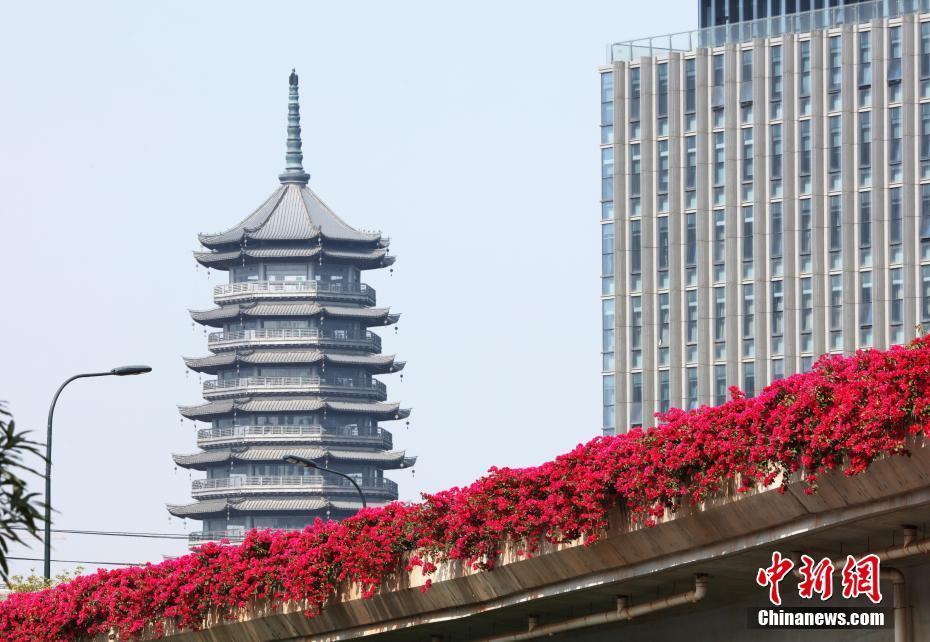 廣西南寧暖冬如春 萬(wàn)紫千紅競(jìng)芳菲