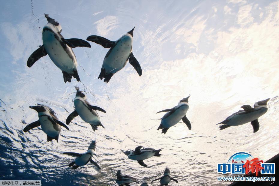 日本水族馆展出巨大水缸 企鹅似在空中飞翔