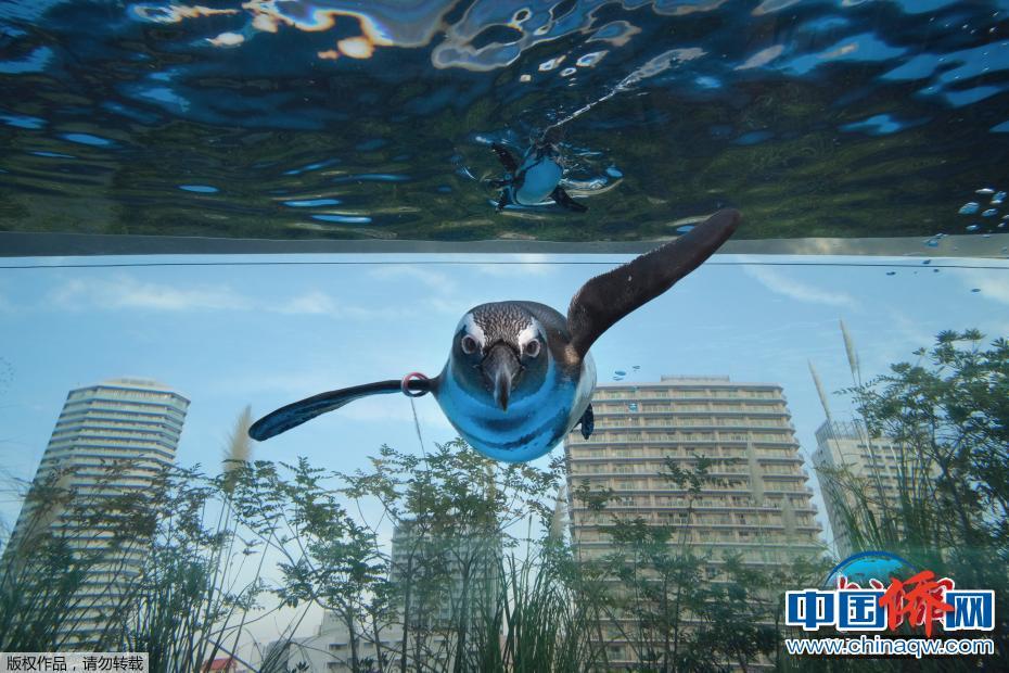 日本水族馆展出巨大水缸 企鹅似在空中飞翔