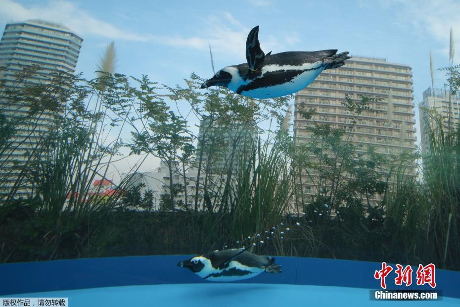 日本水族館展出巨大水缸 企鵝似在空中飛翔