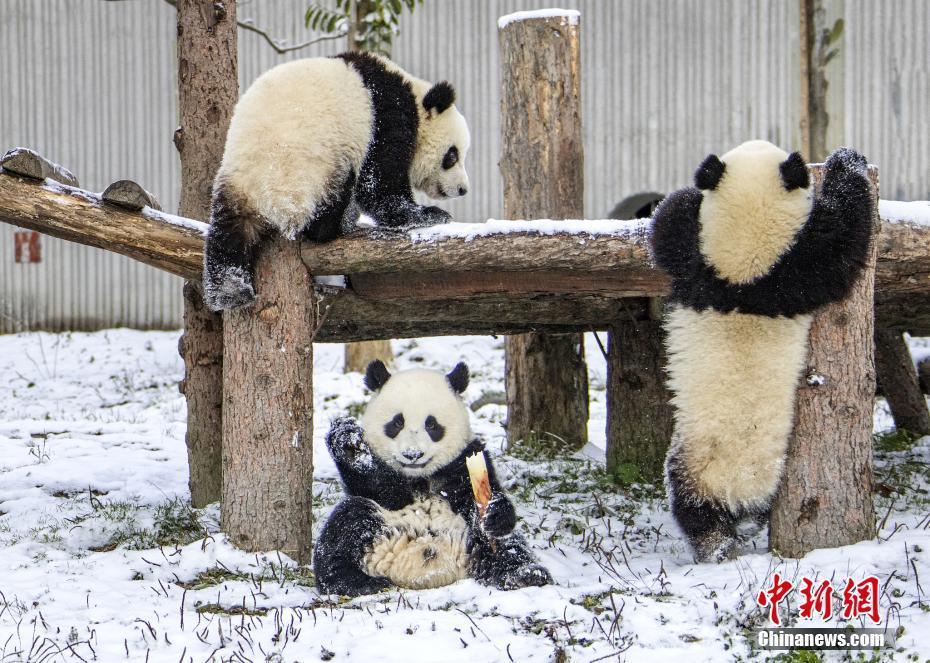 四川卧龙大熊猫雪中撒欢呆萌可爱-中国侨网