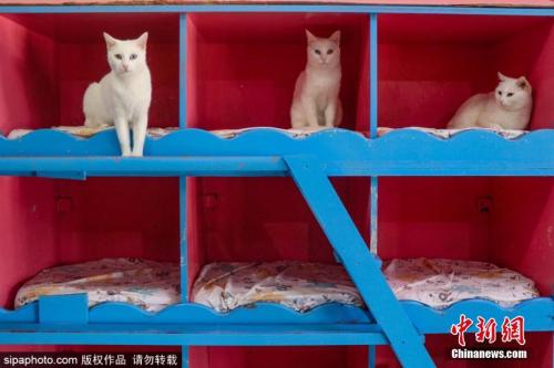 土耳其建造豪华凡猫别墅领养者还会获得猫咪“身份证”-中国侨网