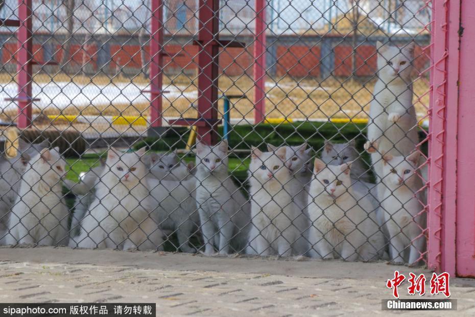 土耳其建造豪華凡貓別墅 領養(yǎng)者還會獲得貓咪“身份證”