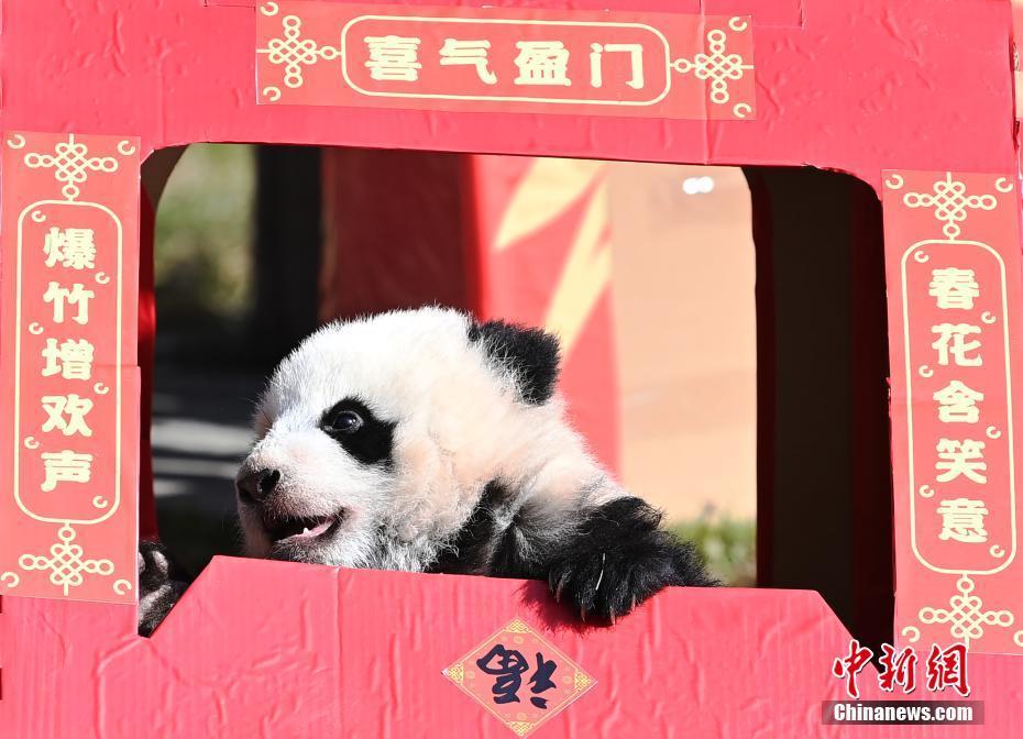 中國大熊貓保護(hù)研究中心2020級(jí)熊貓寶寶集體亮相賀新春