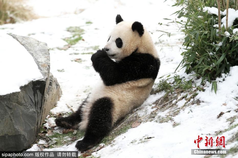 萌萌噠！柏林動物園雙胞胎大熊貓雪地嬉戲玩耍