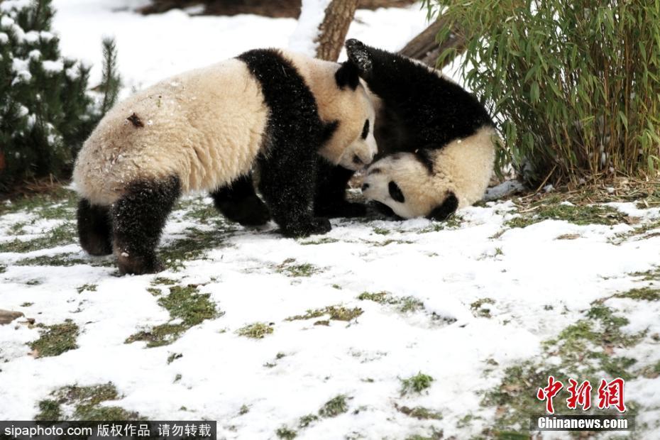 萌萌噠,！柏林動(dòng)物園雙胞胎大熊貓雪地嬉戲玩耍