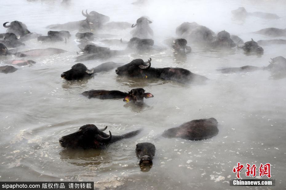 土耳其水牛飼養(yǎng)員與水牛歡樂“共浴” 畫面唯美