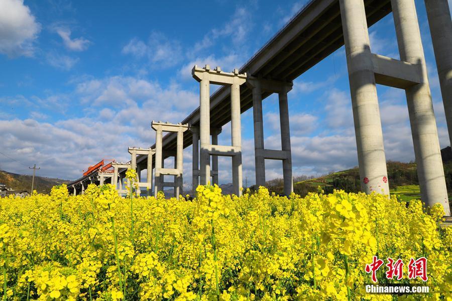 來(lái)自四川平武的“春日限定”：高速與菜花同框 靚麗風(fēng)景美如畫卷