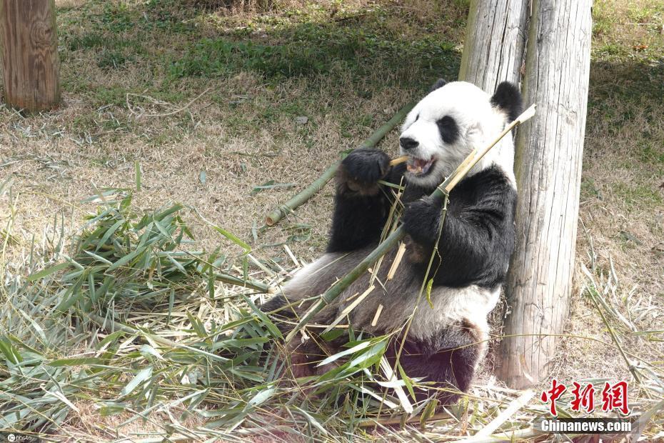 太萌了,！美國孟菲斯動(dòng)物園大熊貓津津有味啃竹子