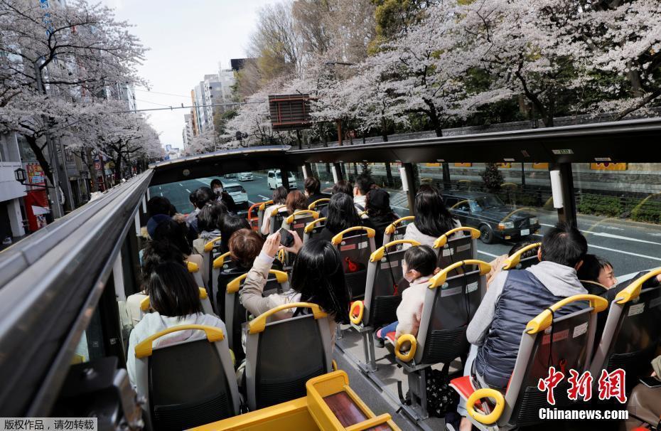 日本東京解除緊急狀態(tài) 民眾戴口罩乘觀光車賞櫻花