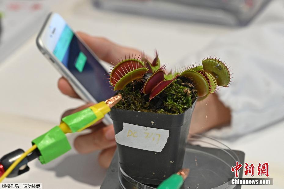 新加坡南洋理工大学研发植物“通信”设备 未来可成为环境探测器