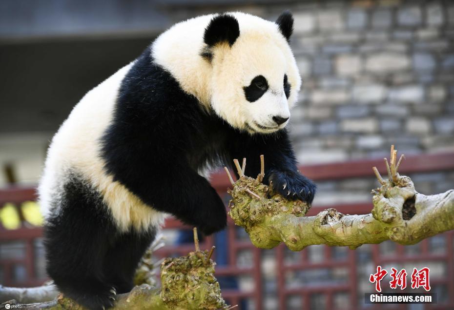 旅荷大熊猫“梵星”满周岁 憨态可掬太萌了！