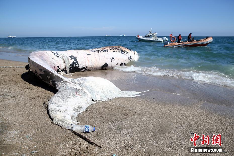 14米長(zhǎng)鯨魚擱淺土耳其海岸