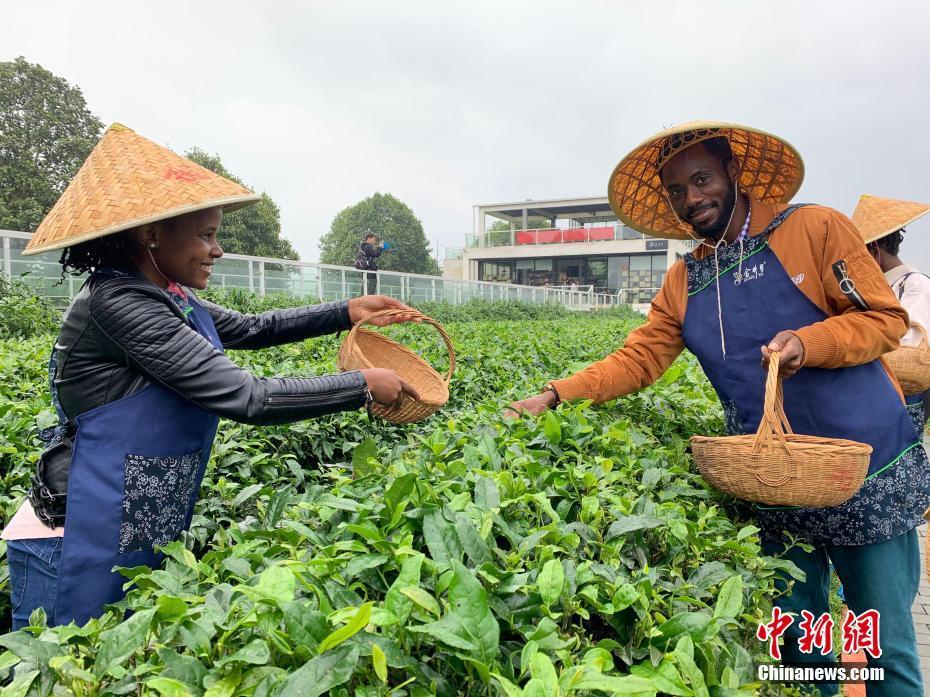 外國友人在湖南長沙體驗茶農(nóng)生活