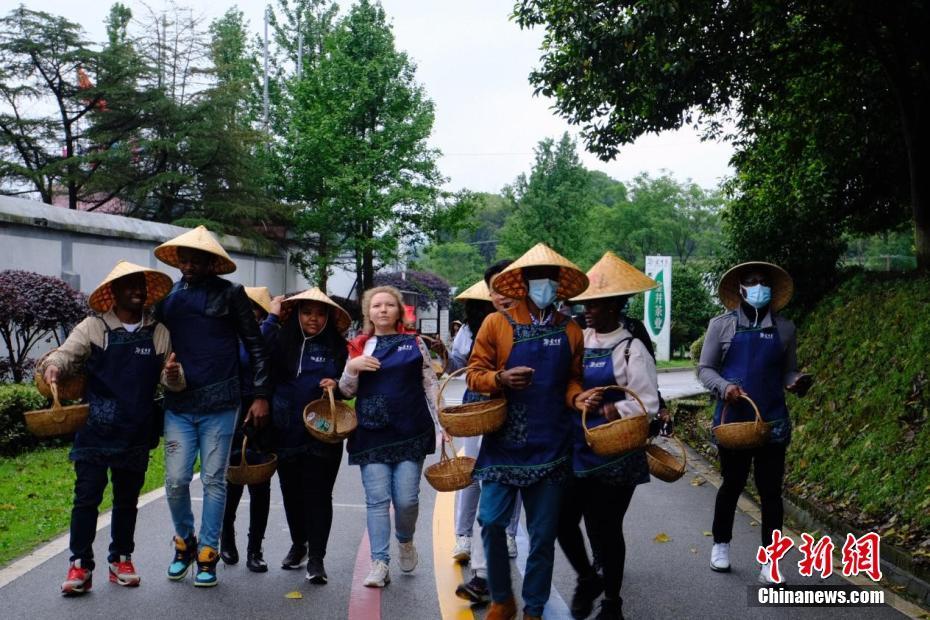 外國友人在湖南長沙體驗茶農(nóng)生活