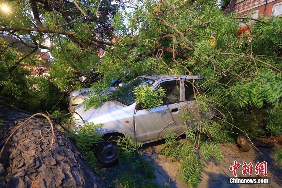 印度遭遇強(qiáng)風(fēng)暴 吹倒大樹砸壞車輛