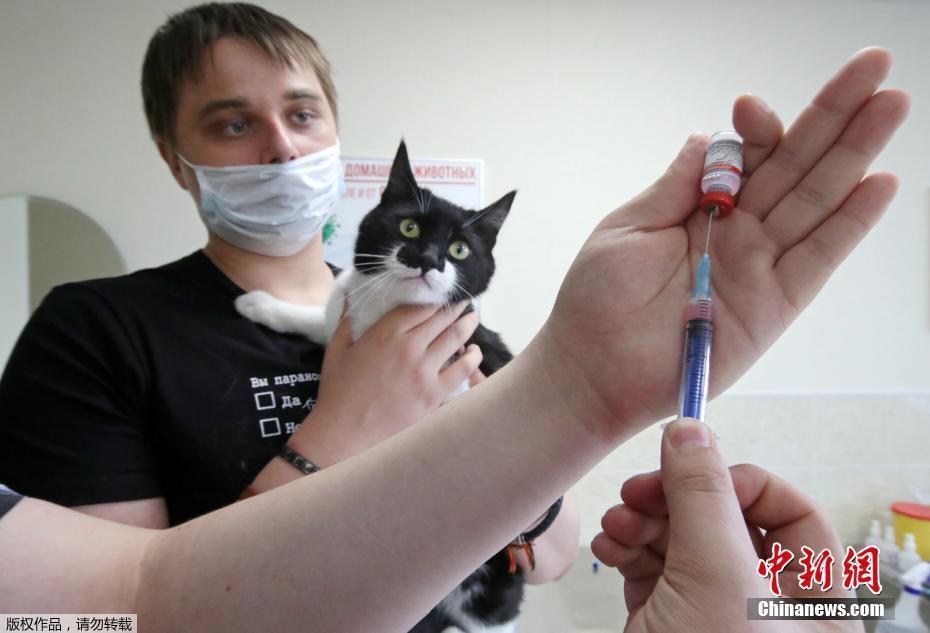 俄羅斯推出全球首款動物新冠疫苗 已投入使用