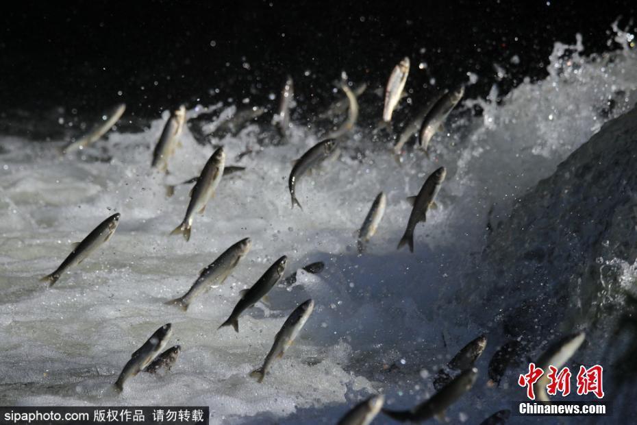 土耳其凡湖大量珍珠鲻鱼在洄游