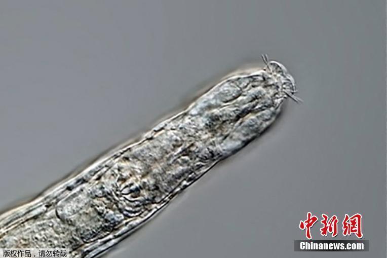 俄羅斯科學(xué)家成功“復(fù)活”2.4萬(wàn)年前微生物