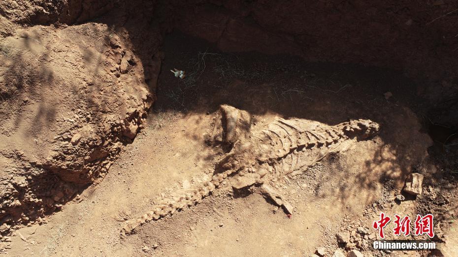 “恐龙之乡”云南禄丰现完整度超70%恐龙化石