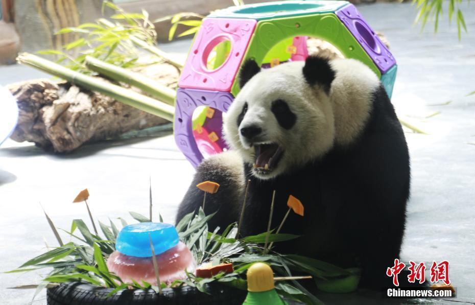 青海西宁：大熊猫“姐妹花”迎5岁生日