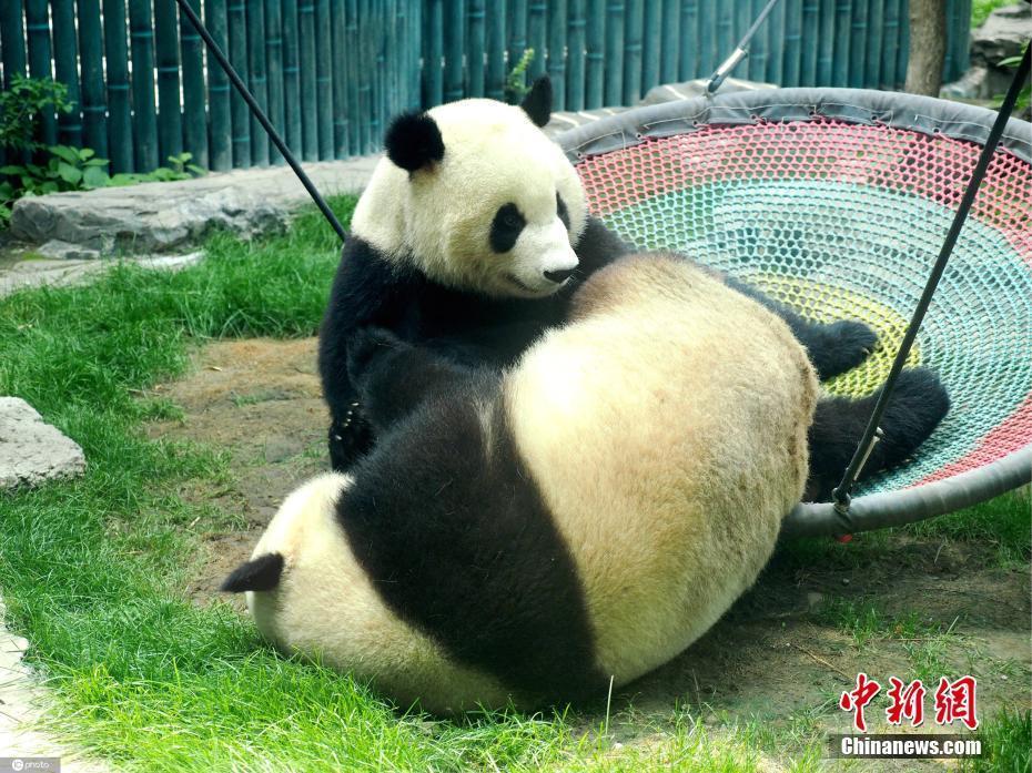 大熊貓姐妹北京動物園內(nèi)嬉戲打鬧